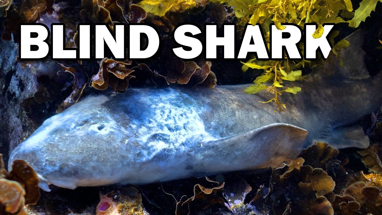 Слепая акула: жизнь вопреки всему 🦈 Интересные факты о животных