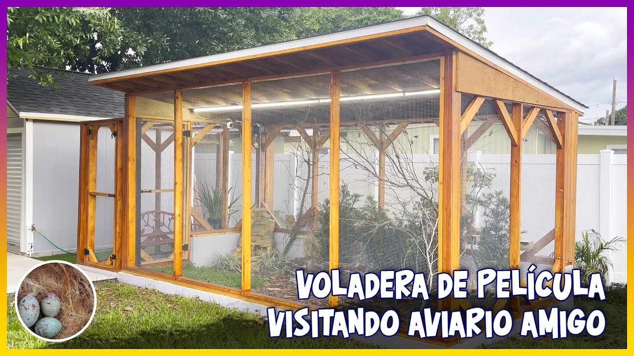 Voladera de Película visitando aviario amigo🦜