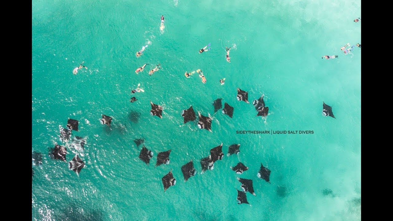 Hanifaru Bay Manta Snorkeling - Baa Atoll - Maldives - 2018