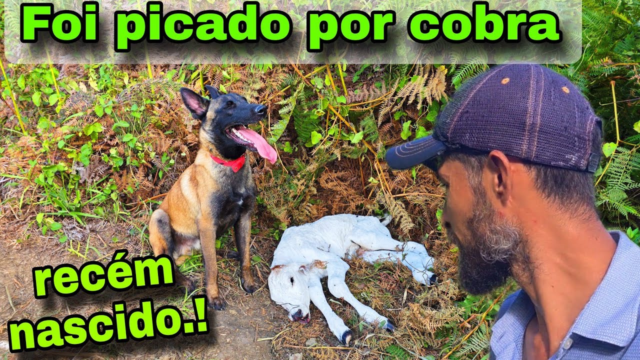 PERDI O BEZERRO 😢 ENCONTREI JA SEM VIDA 