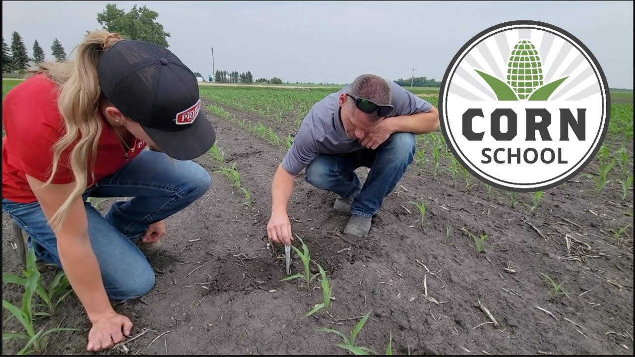 Corn School: Grading Planter Performance