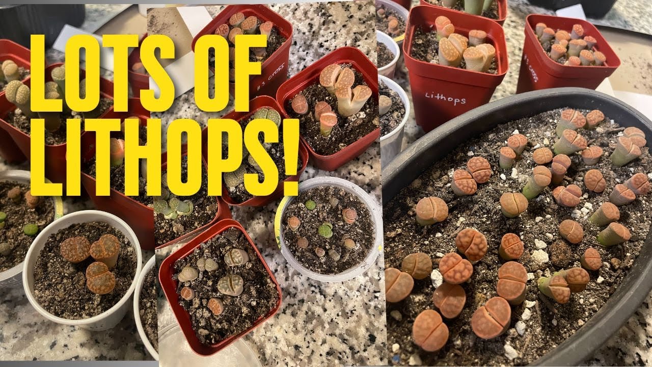 Lithops and Euphorbia Gifts from a Viewer