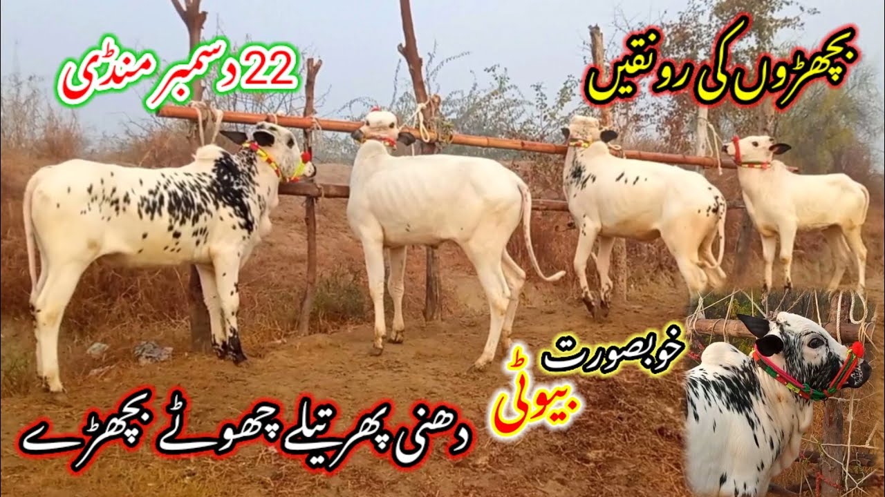 beautiful dhani dasi  Miy breed cow calf rates in Talagang Mandi new update/Fated Jang Bulls rates/