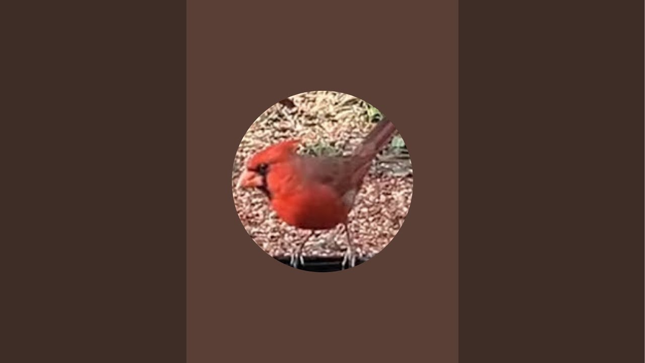 NerdswithBirds is live!