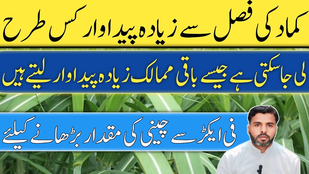 How to increase sugarcane yield per acre || Farming Expert 786