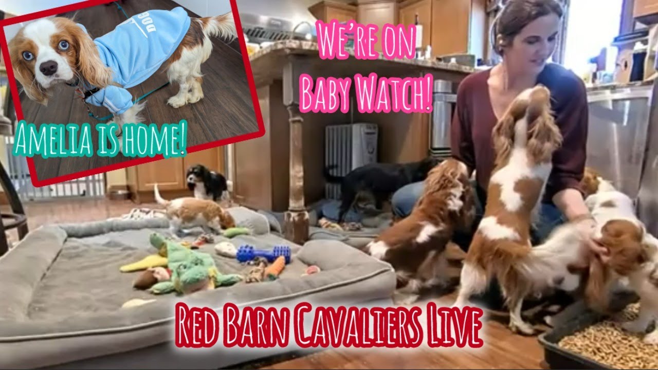 Red Barn Cavaliers Live: Myra's on Baby Watch, Amelia's Update!