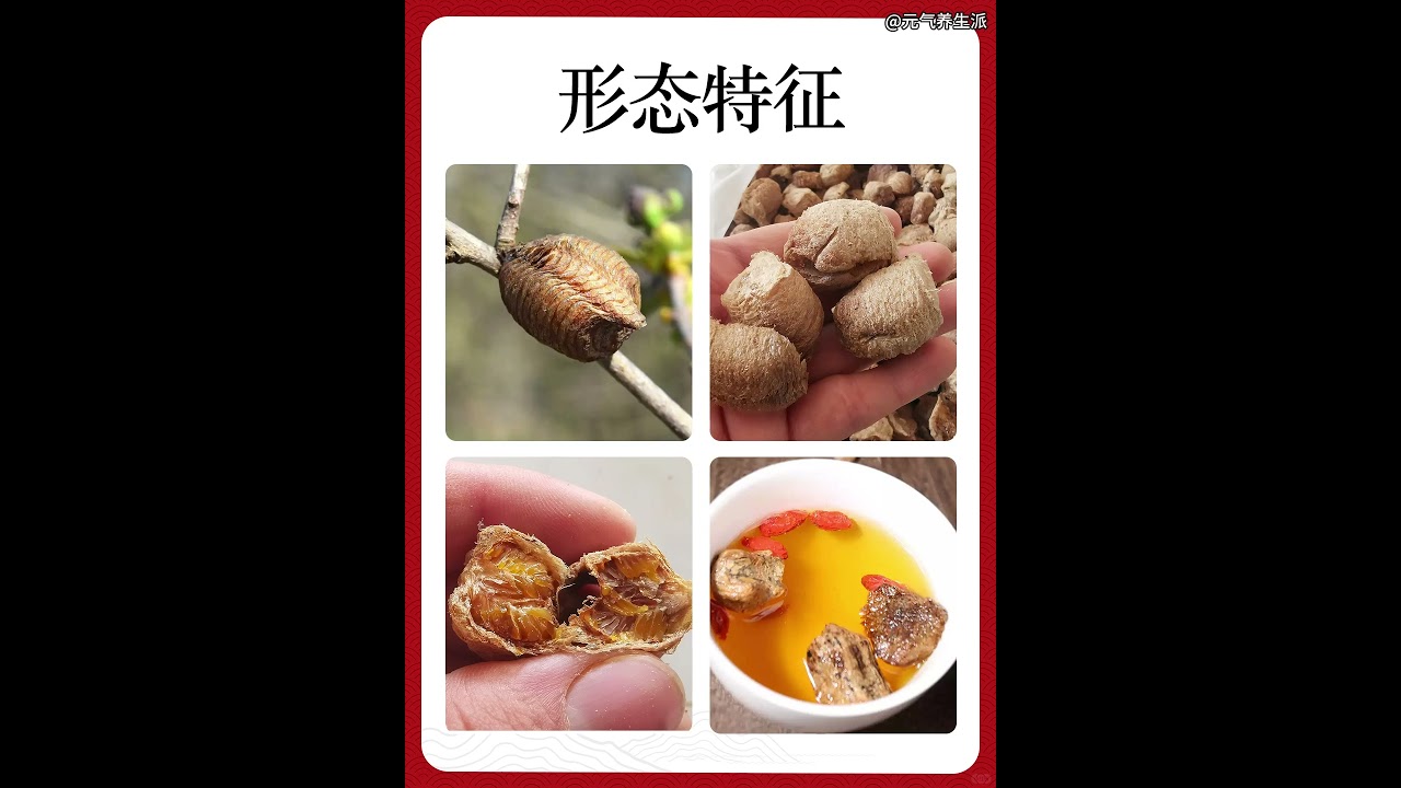 每日識一味藥材-桑螵蛸具有固精縮尿，補腎助陽的功效