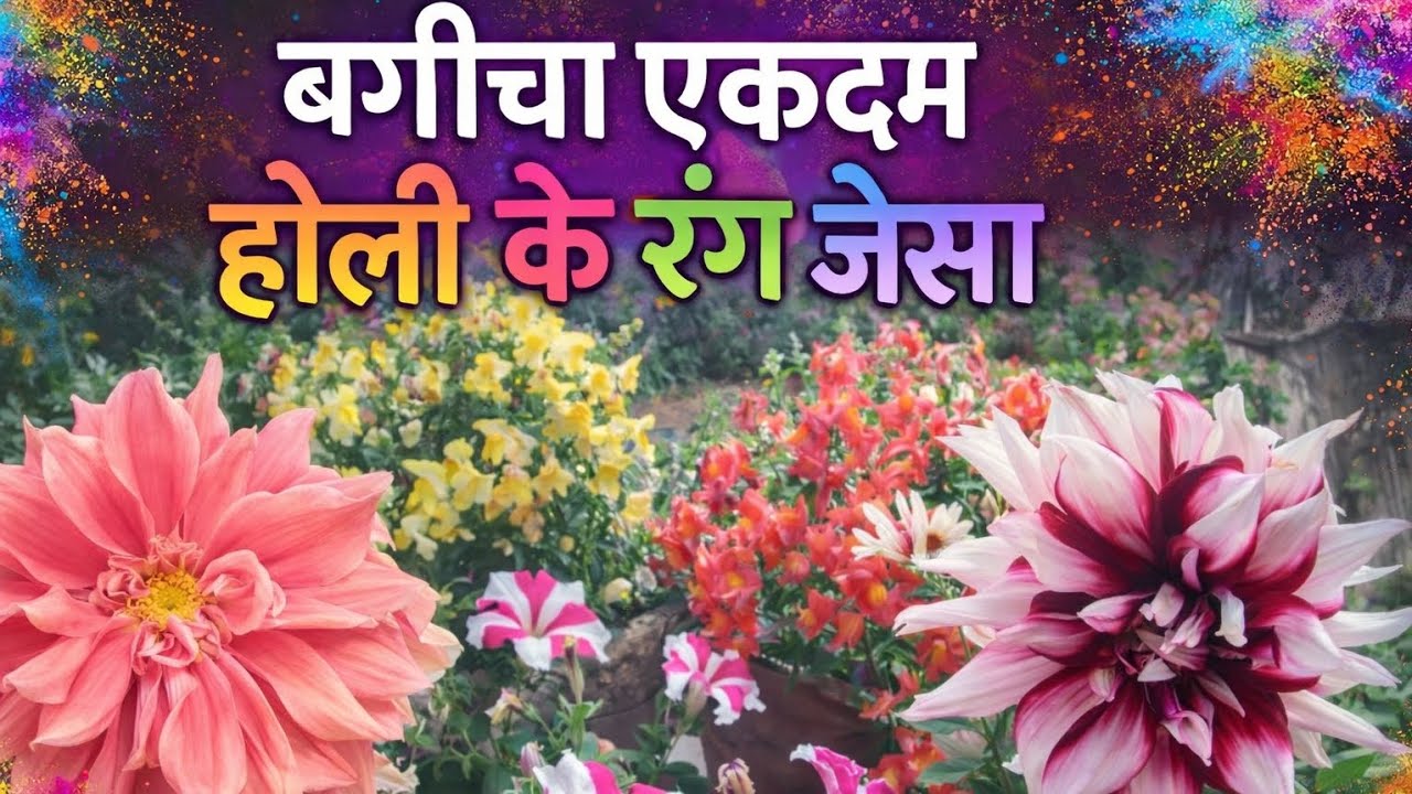 The garden is vibrant, just like Holi colour #gardening #organicgardening #nocemical