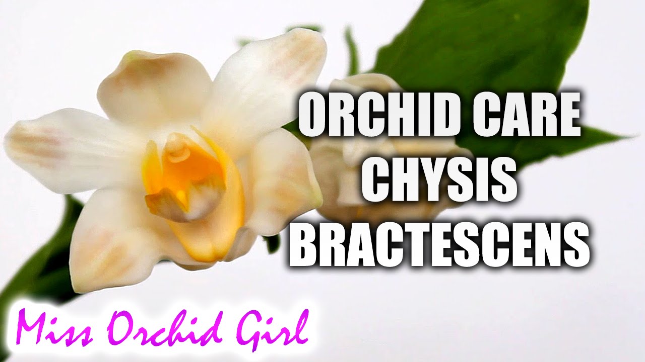 How to care for Chysis bractescens Orchid - Watering, fertilizing, reblooming