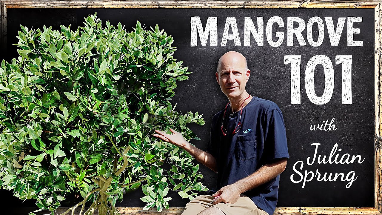 Mangroves and Reef Tanks with Julian Sprung