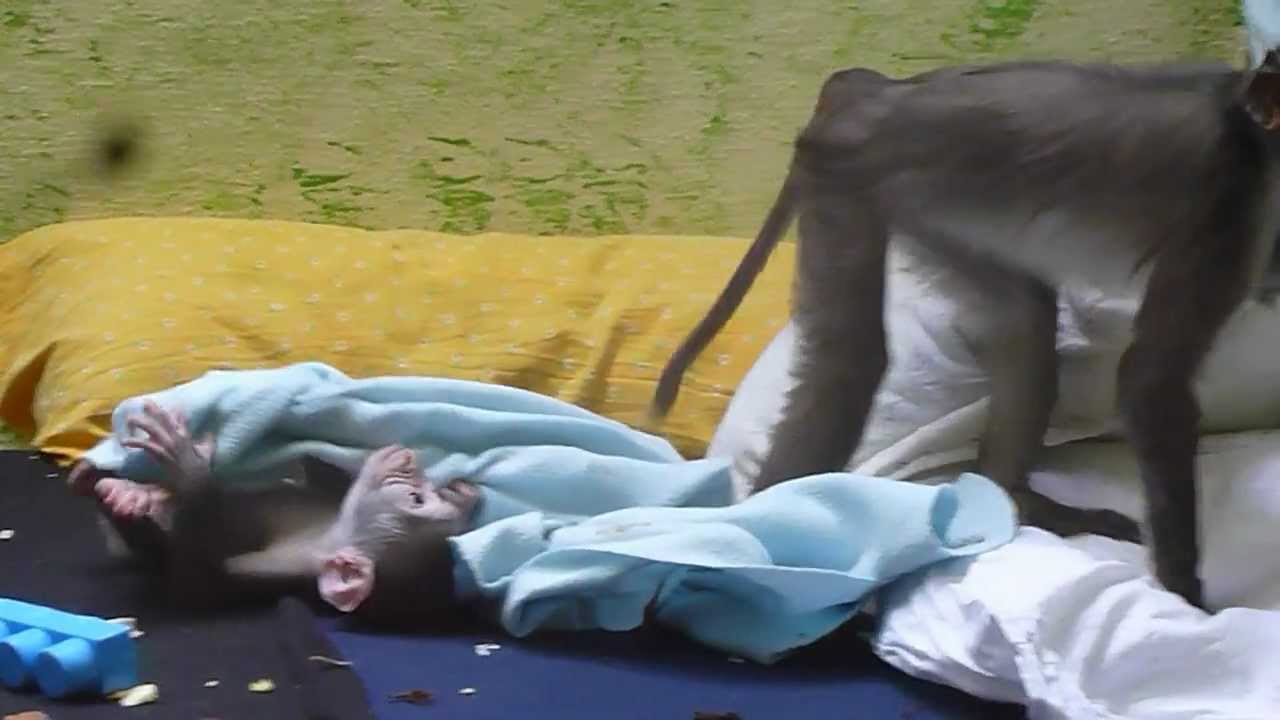 Loango - Mise en contact avec sa soeur Coumba -