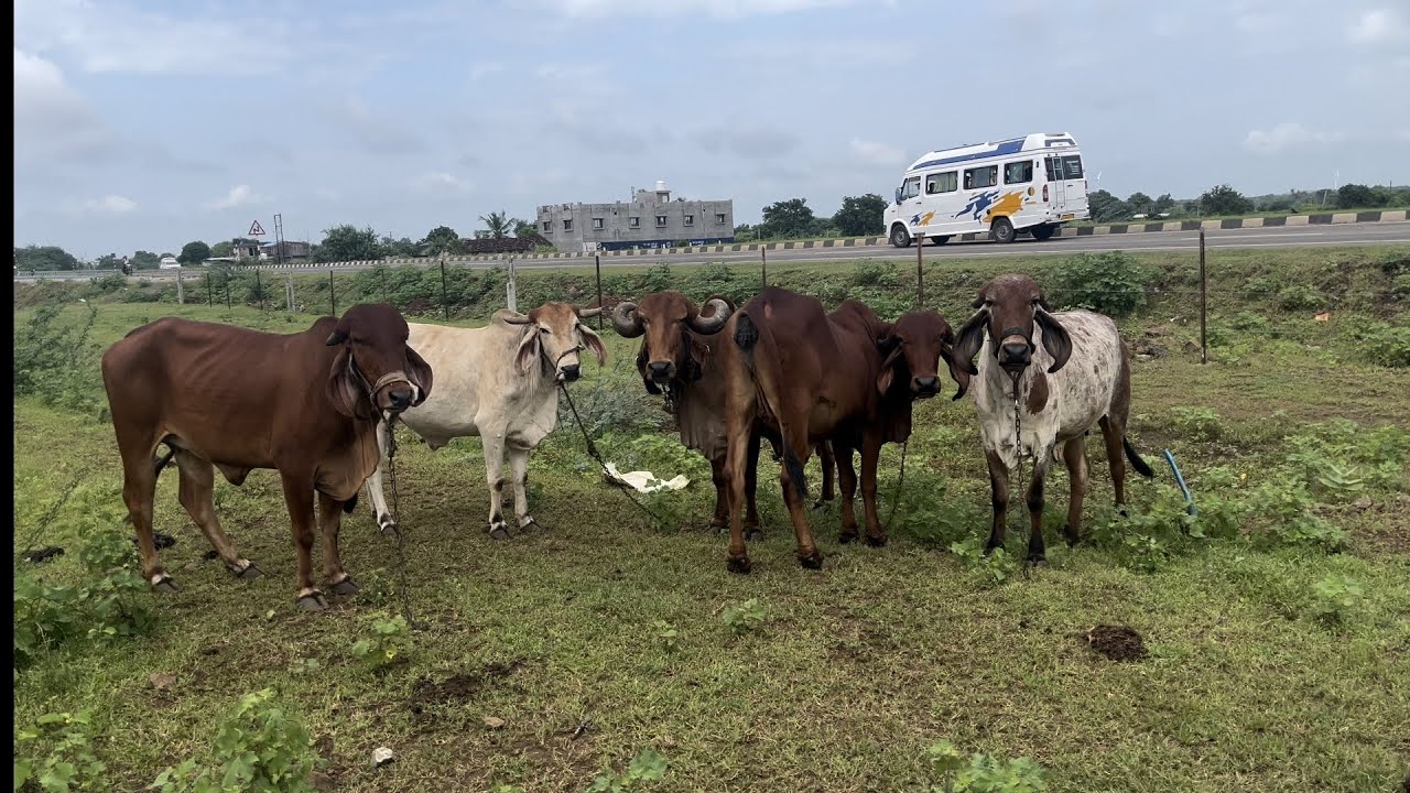જય દ્વારકાધીશ, શેડની ફરતે જાળી લગાવવામાં આવી , ગાયો હવેથી છૂટી રેહશે