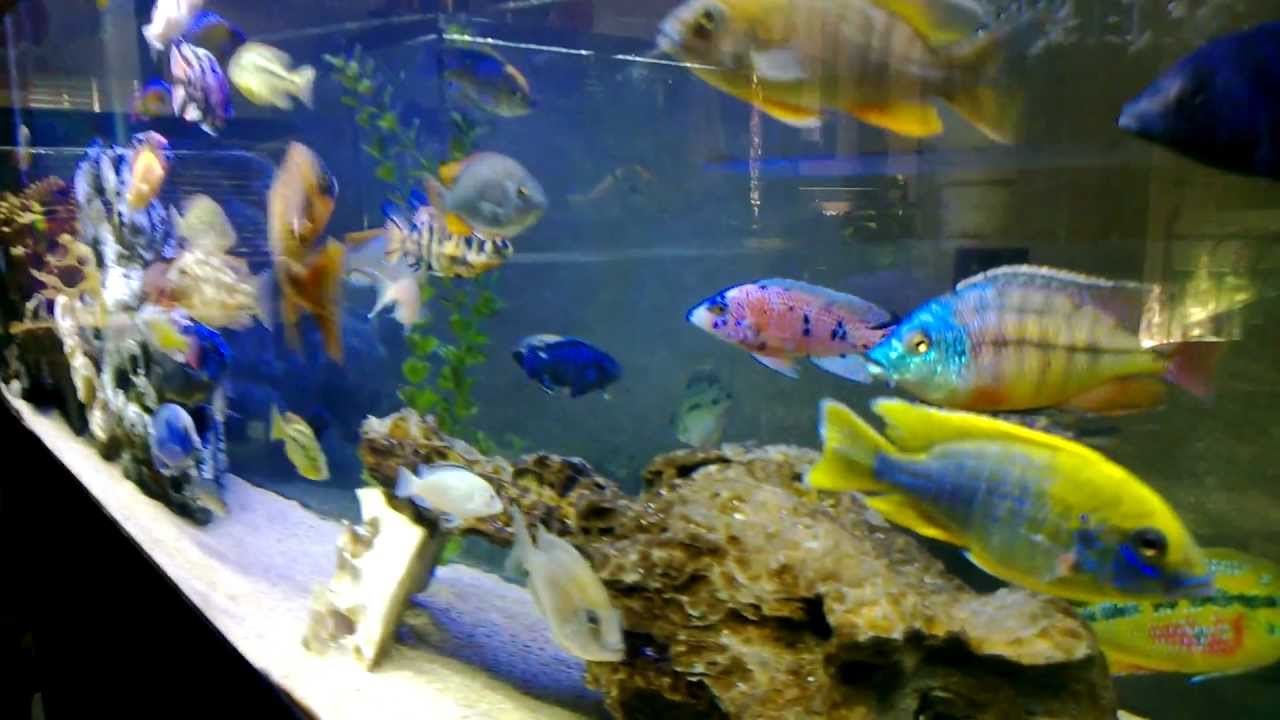 125 gallon Malawi / Tanganyika tank - Jan 2013