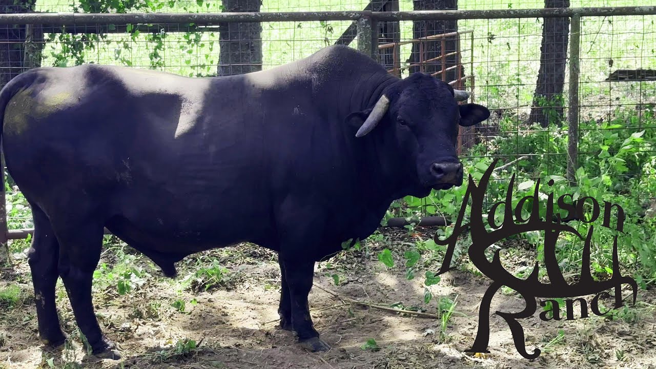 MASHONA CATTLE...PURE & ANGUS CROSS