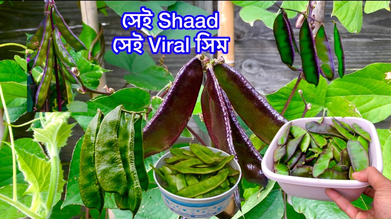 এই সেই viral সিম/ উরি সকের বাগান থেকে উদ্ধার করা হয়েছে Hyacinth Beans SHOKHER BAGAN UK 2025 