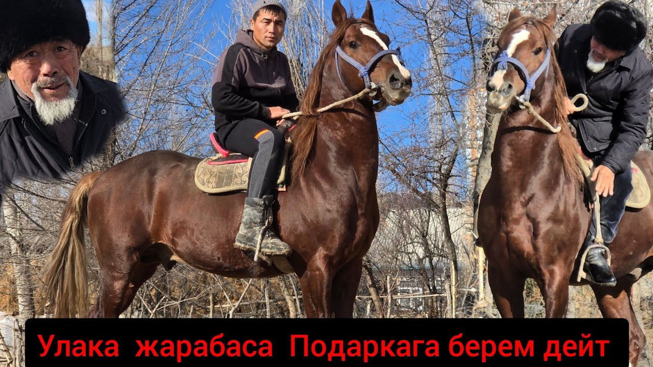Ат  улака  жарабаса  Подаркага  берем дейт Темиркул  ава  Ноокат 