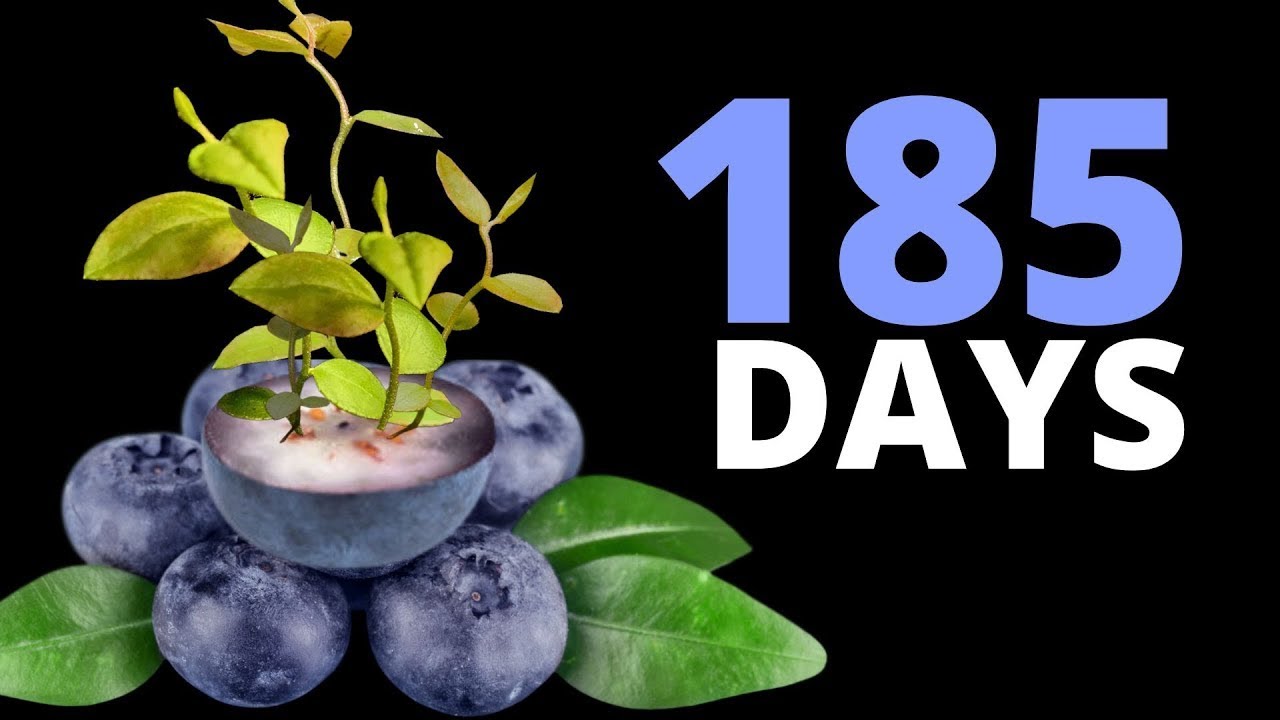 Growing Blueberries from Seeds to BERRIES Time Lapse