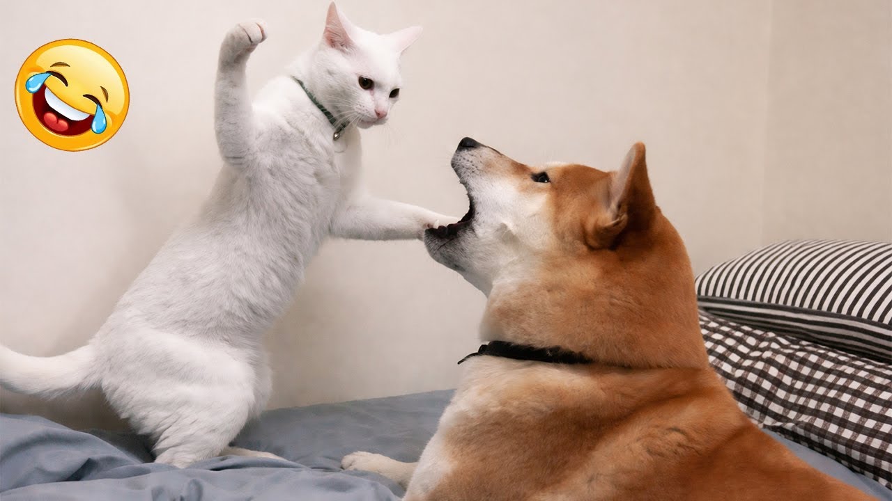 The Funniest Cat & Dog Moment 😹 🤣Funny Cats Videos 2026🐱 🤣
