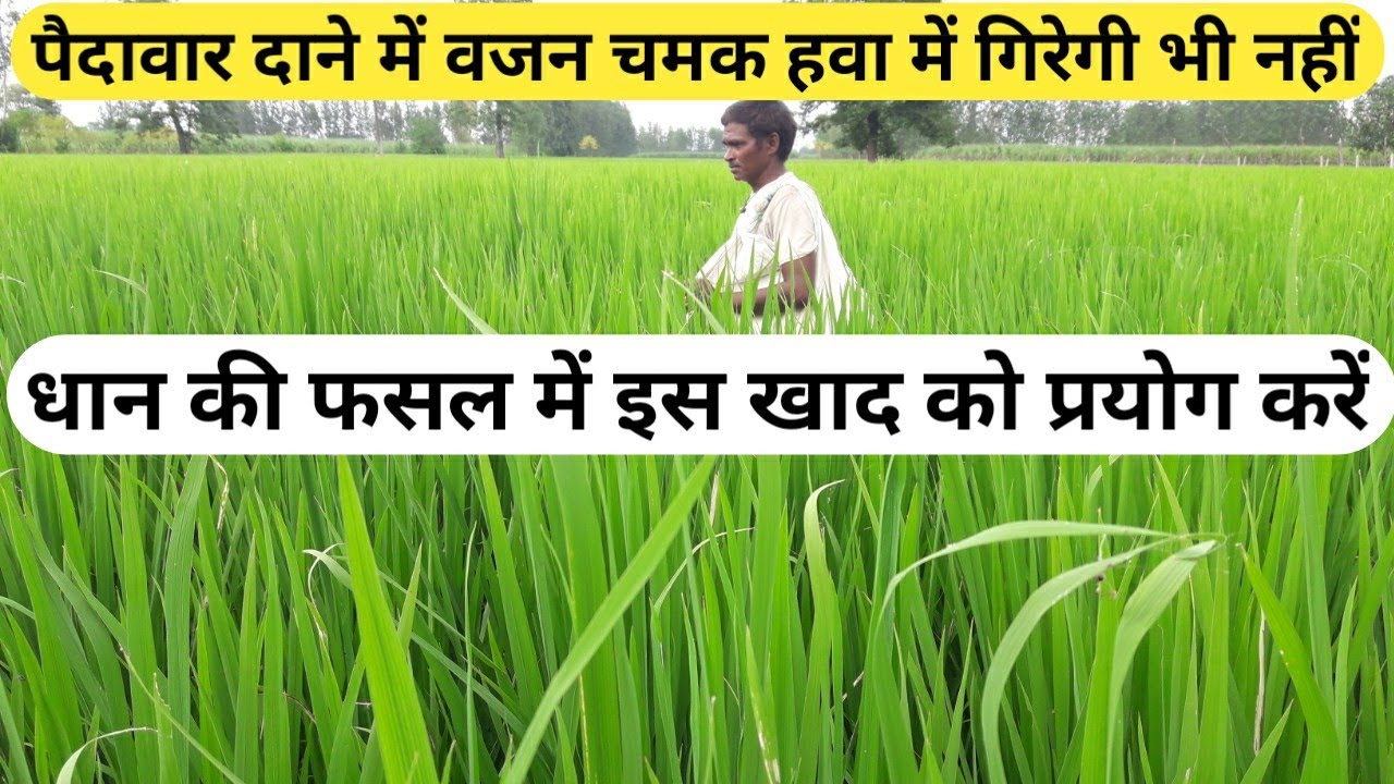 धान की फसल में  इस खाद को जरूर प्रयोग करें बंपर पैदावार होगी Use this manure in the paddy crop
