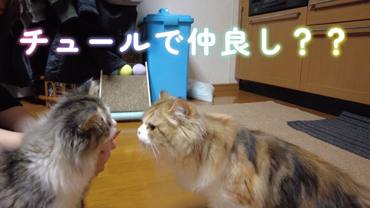 【ミヌエットの未来ちゃん＆永遠ちゃん】チュール大作戦