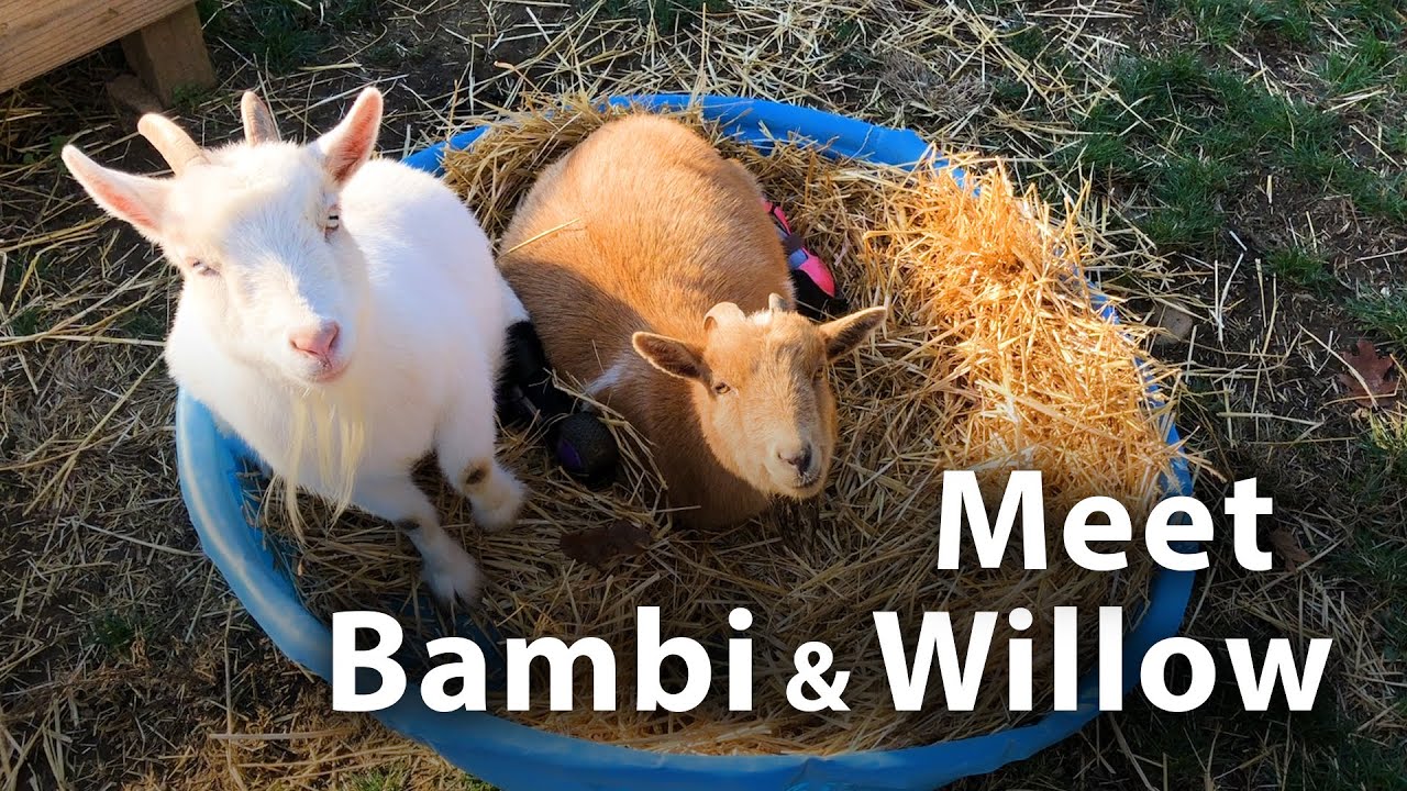 Baby Goats Rescued From Barn Fire Form an Unbreakable Bond
