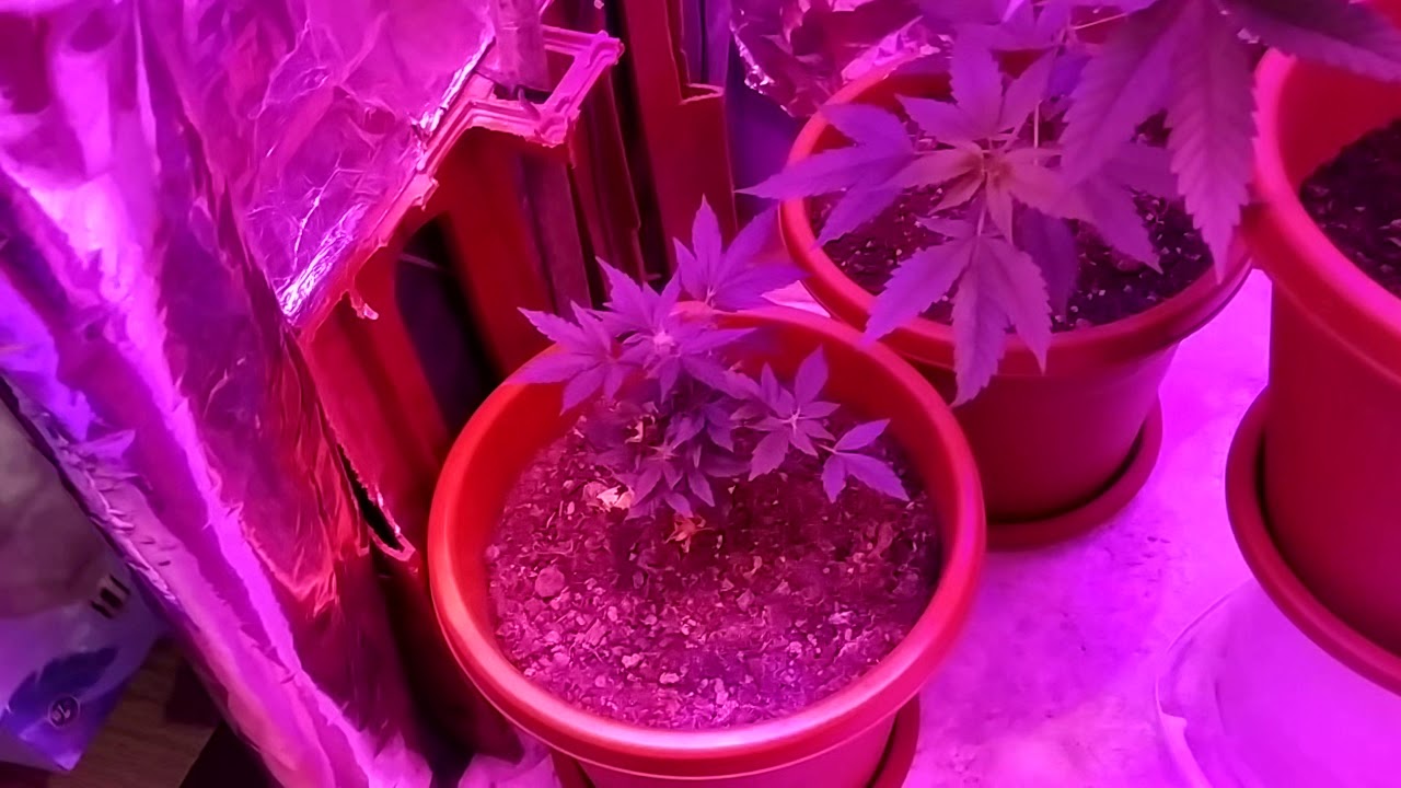 Focos  que se pueden usar para cultivar.