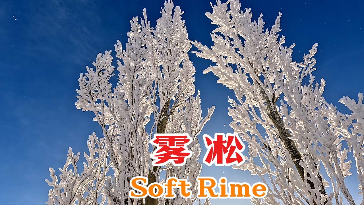 卡尔加里漂亮的雾凇 Soft Rime