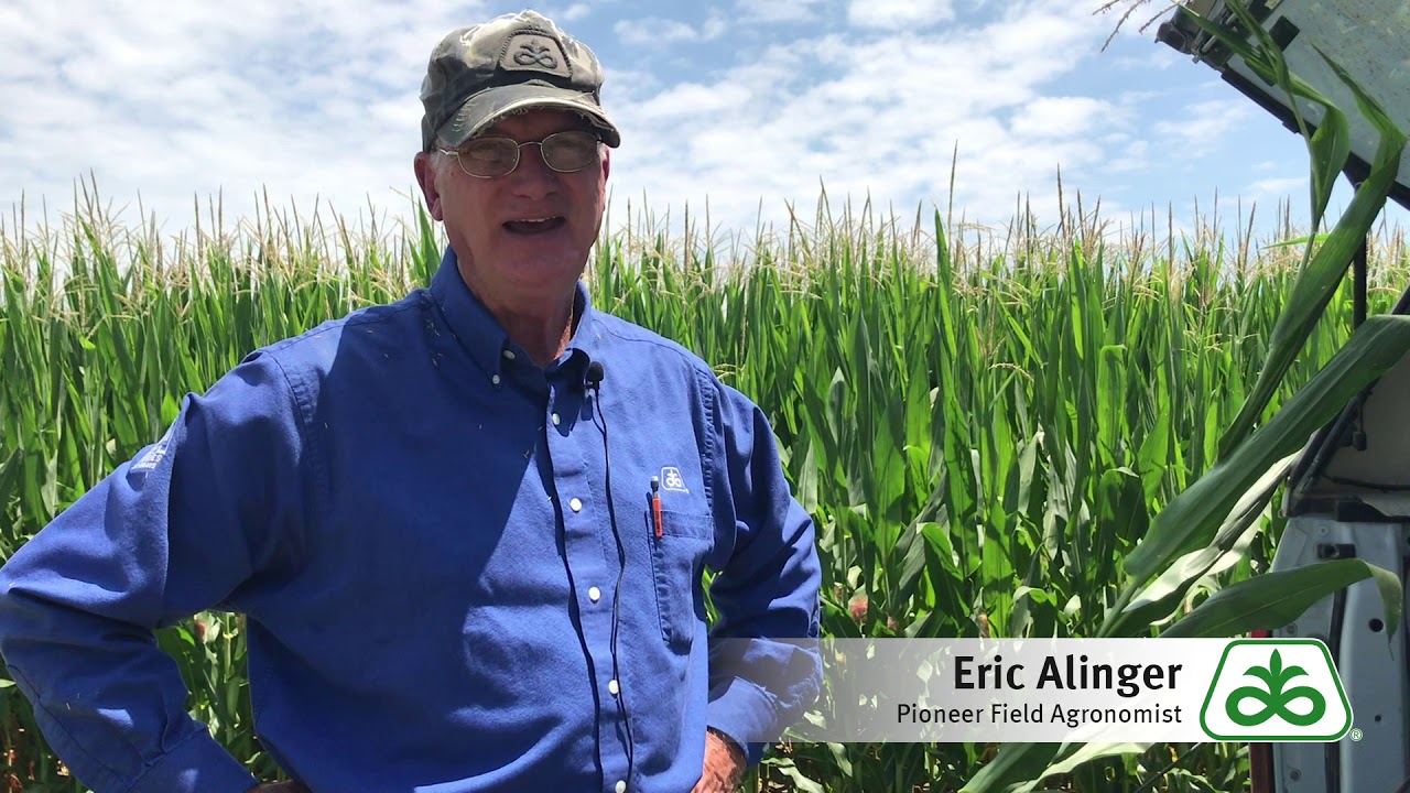 Different Types of Diseases in Corn