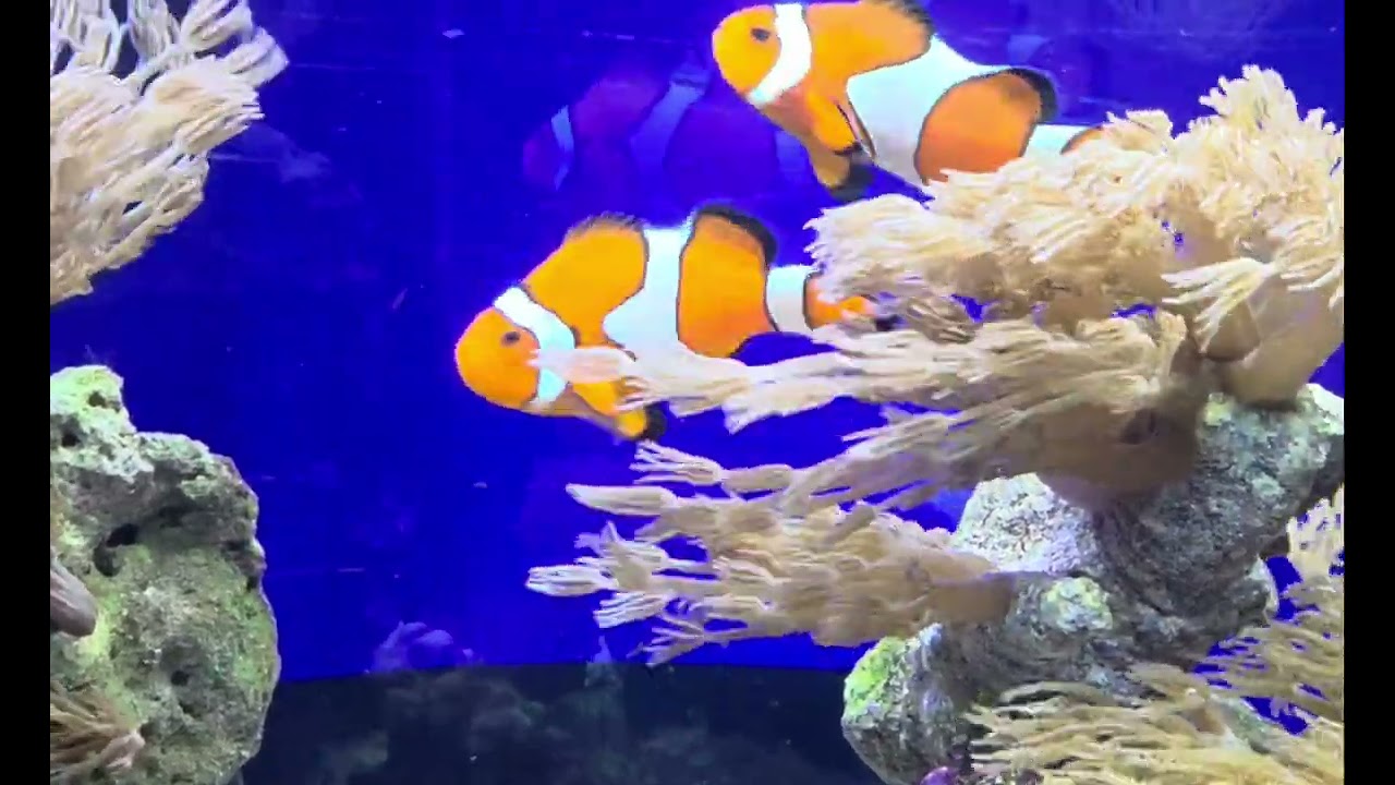 Ocellaris Clownfish WYSIWYG Bonded Pair at Pacific East Aquaculture 