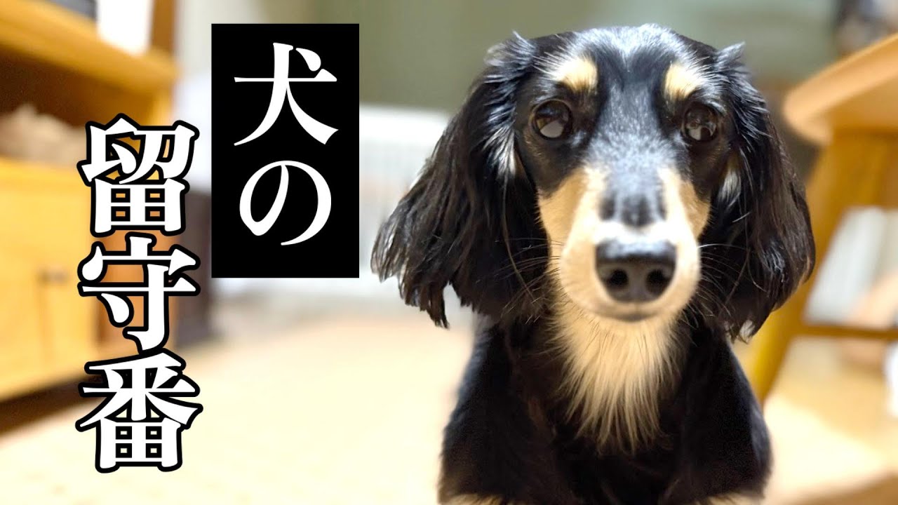 【犬の本音】留守番のとき、ほんまに寂しいんは誰やろ