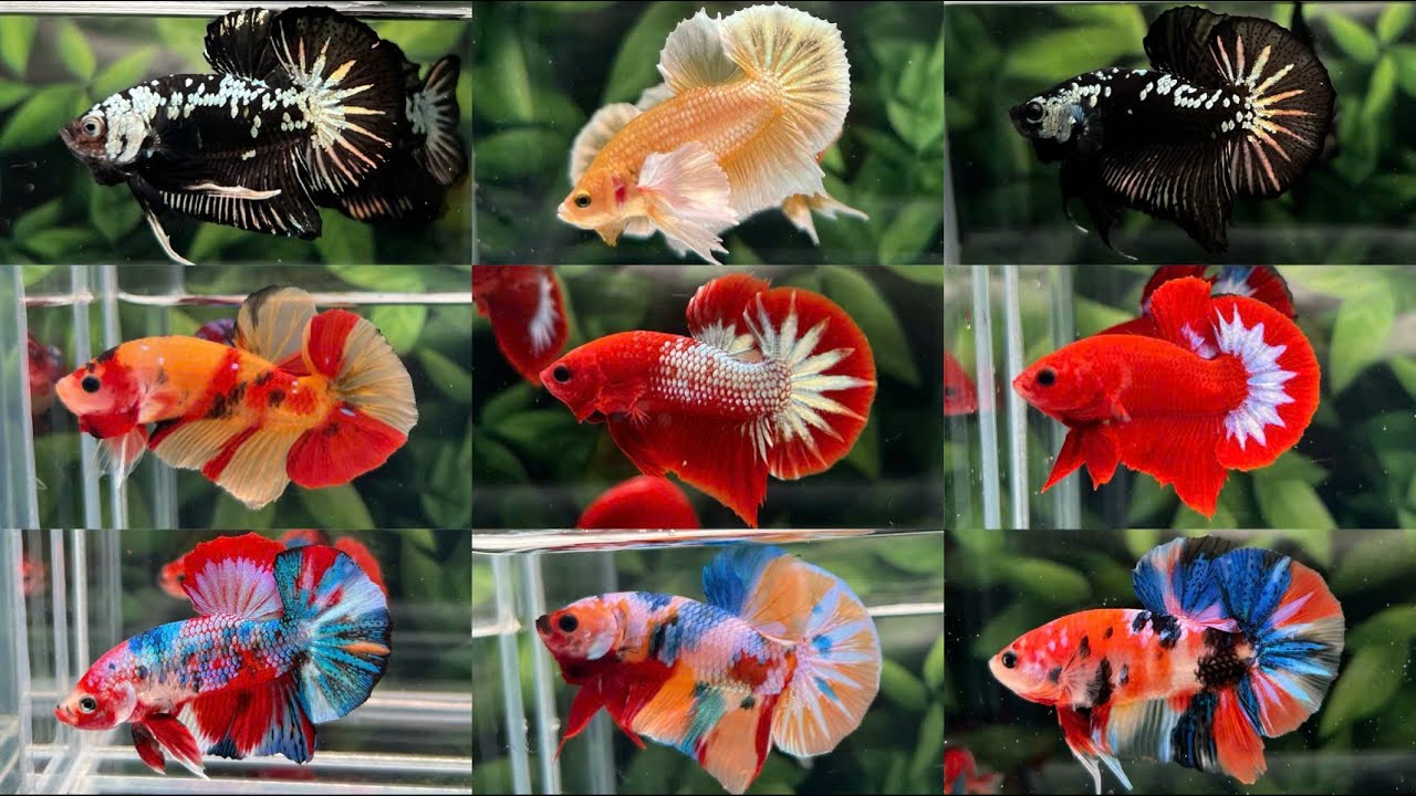 Shop Cậu Ba Betta Ngày 12/06 Đợt cá Betta Fancy Koi Multicolor Dumbo Gold, Samurai - Liên hệ tư vấn