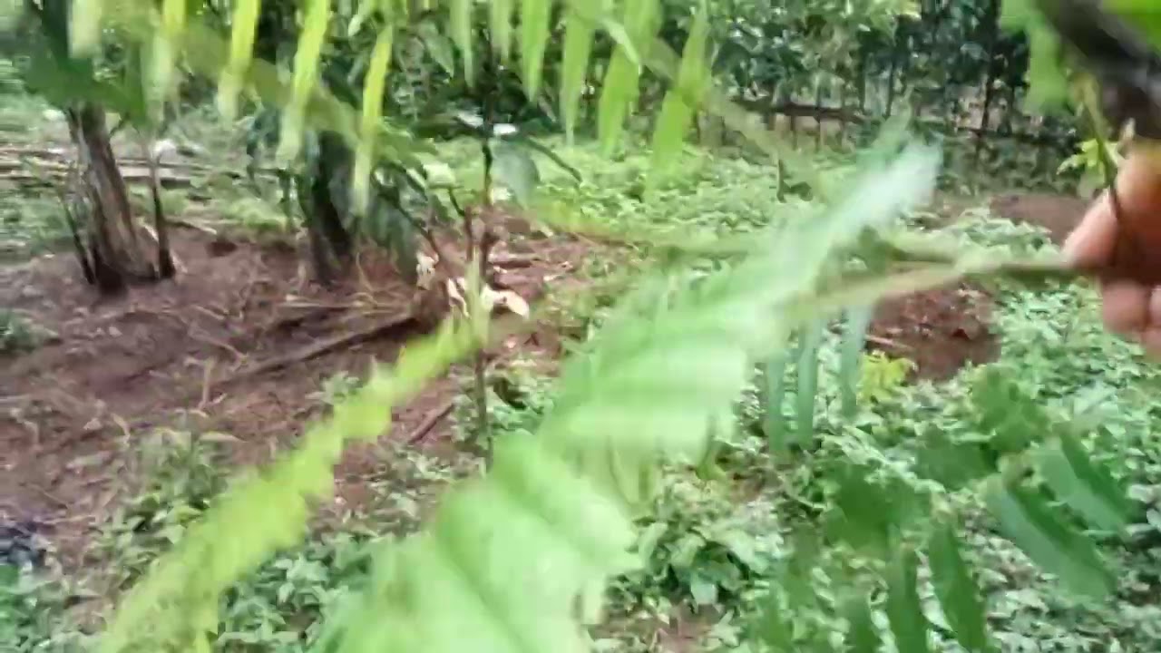 PRUNING PETE pembentukan cabang