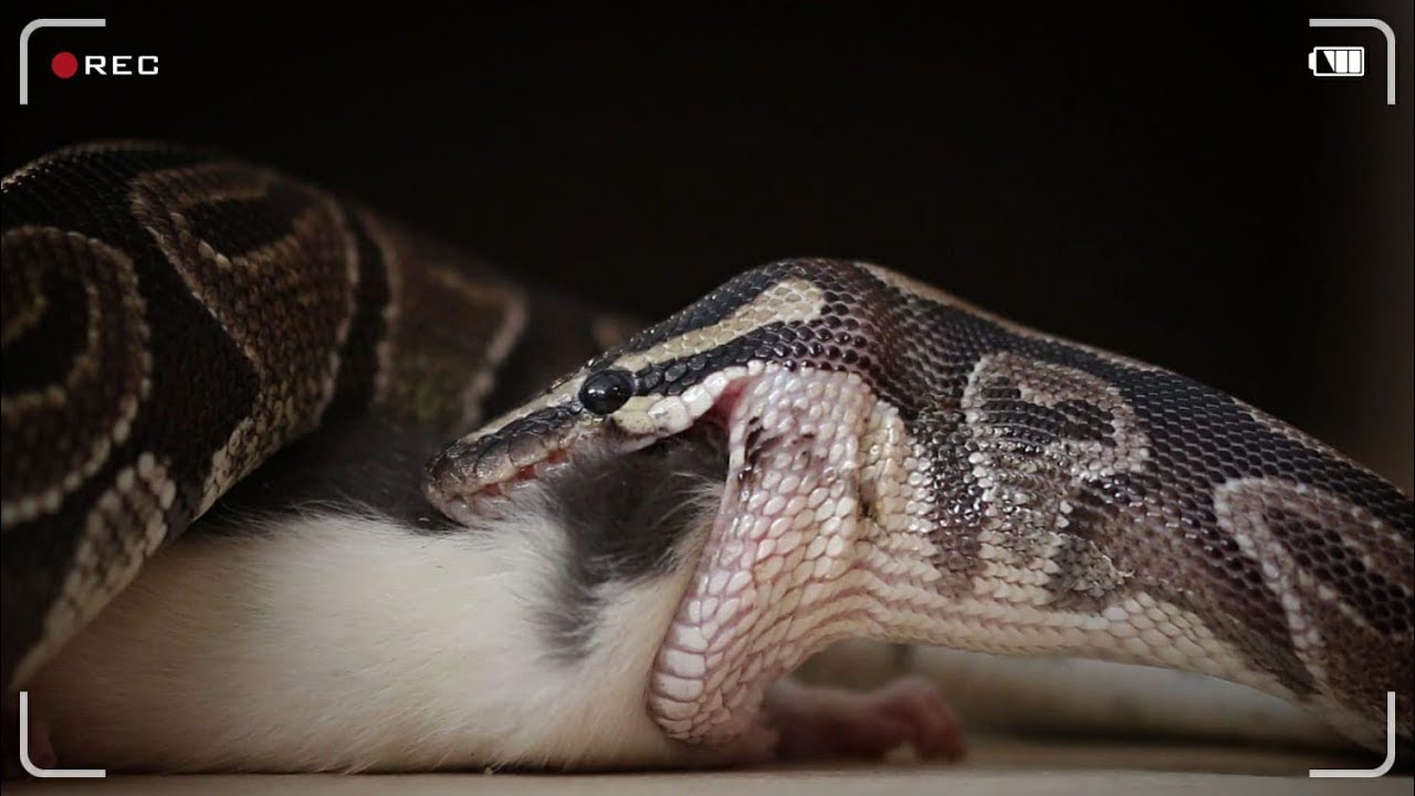 Krajta královská / AnimalShow #5
