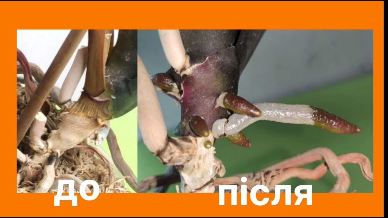Чудо результат! 😱 Як я змусив орхідею вибухнути корінням за 1,5 місяці!