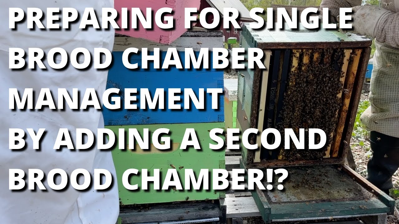 Preparing for single brood chamber management by adding a second brood chamber!