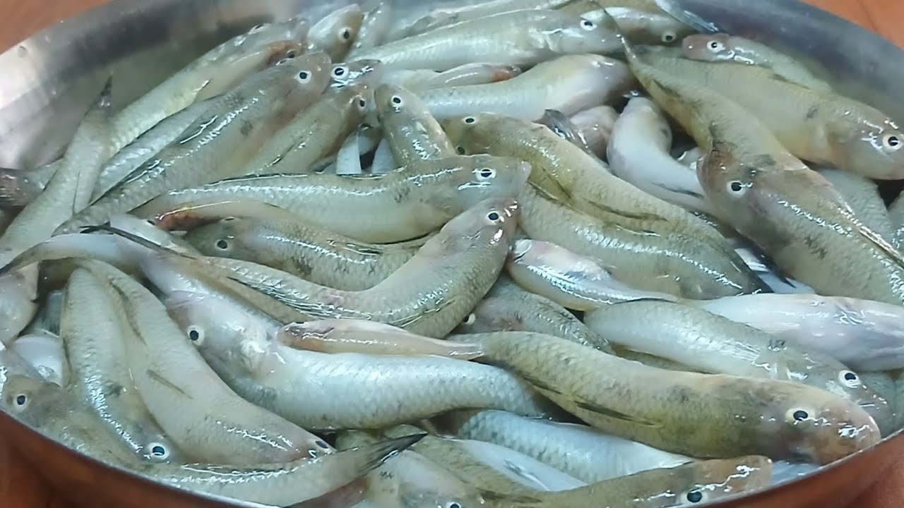 Bele Macher Recipe || Bele Macher Jhal // Tank Gobi Fish Recipe || Bele Fish Recipe 
