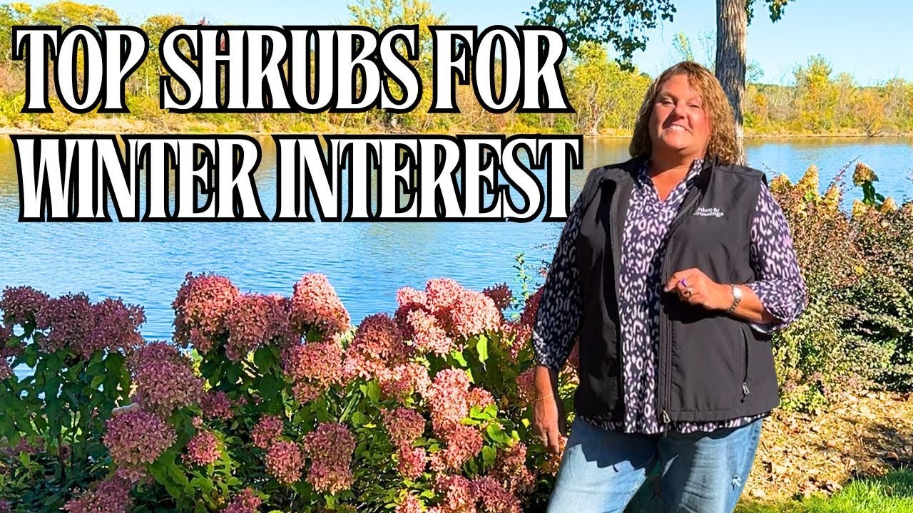 Лучшие проверенные кустарники Winners® ColorChoice® для зимнего интереса ❄️