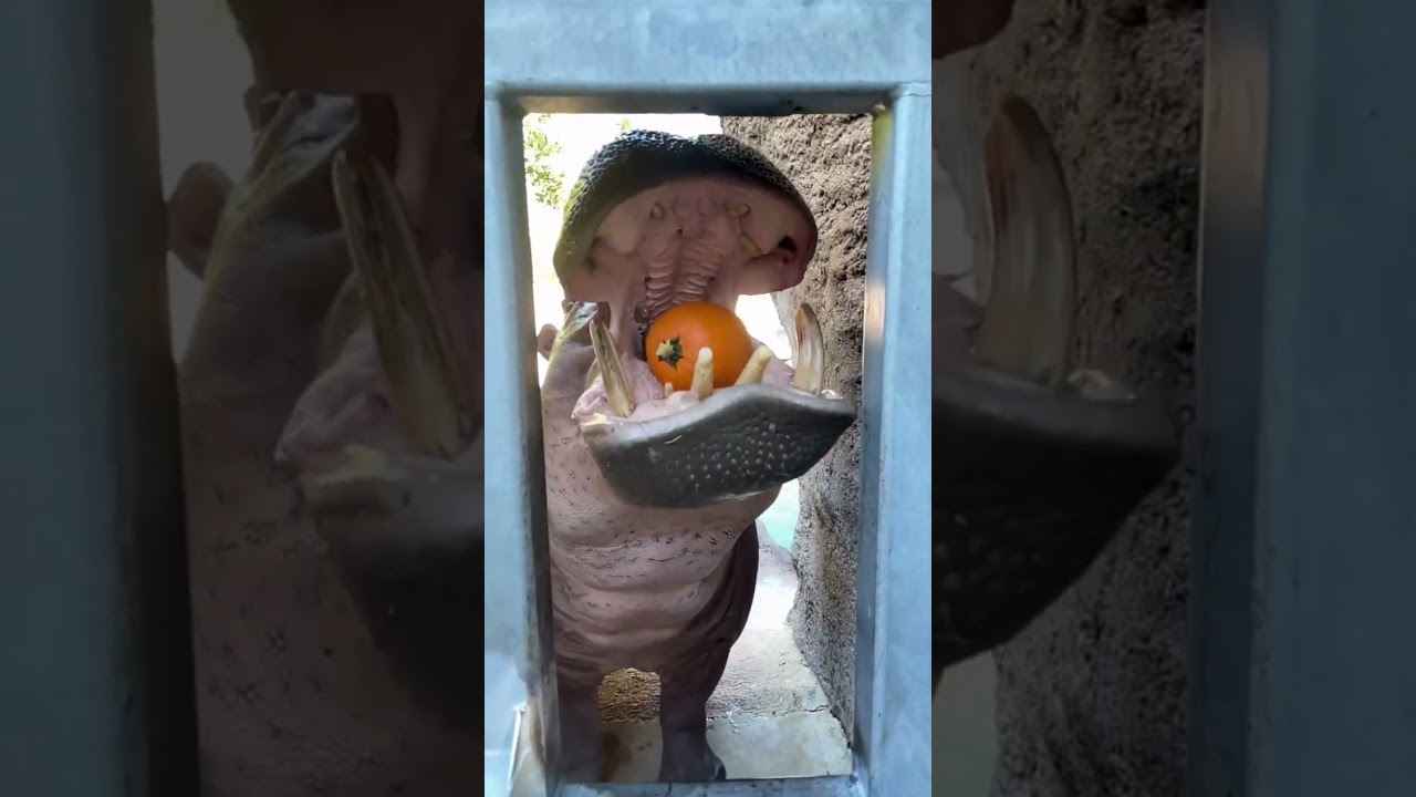 Hippo eating pumpkin 🎃🦛