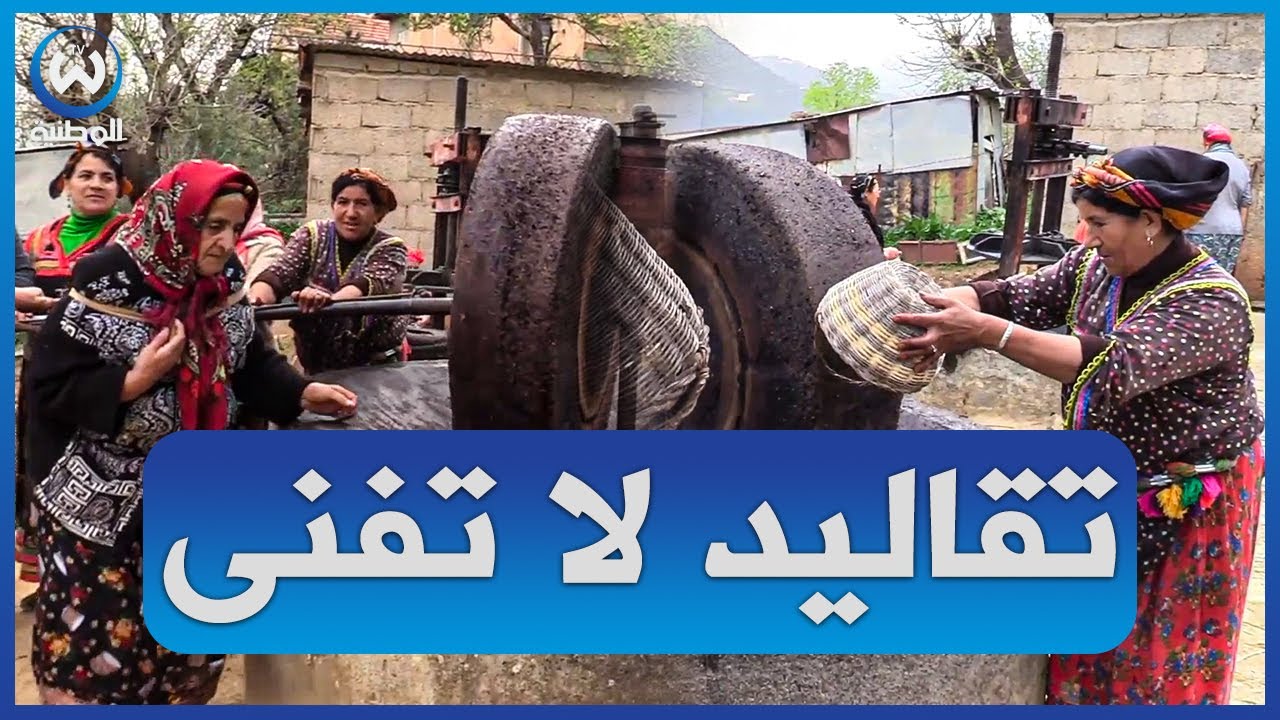 بوسائل بسيطة وأغاني قبائلية..هكذا تقوم نسوة تيزي وزو بعصر زيت الزيتون