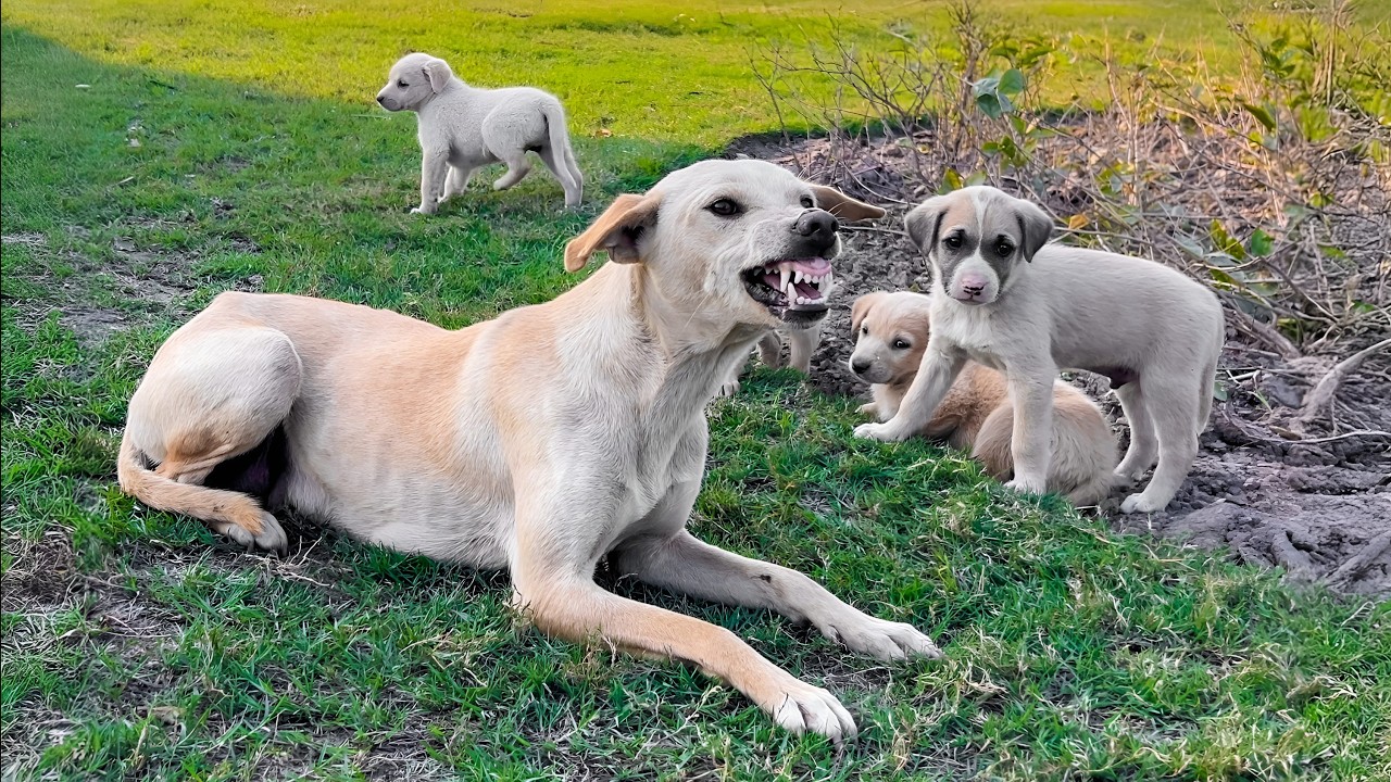 We Drove Back 20 Km To Bring Her With Us, But What We Saw Was Worse Than We Imagined.