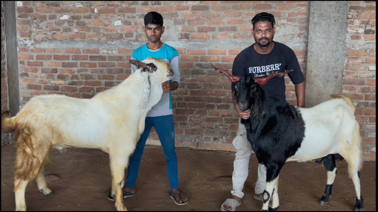 Mashallah india biggest goat heavy goat damdar bakre start 14000