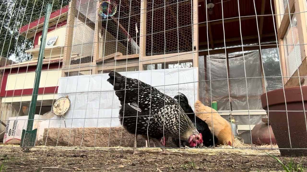 Watch Chickens play/Forge 