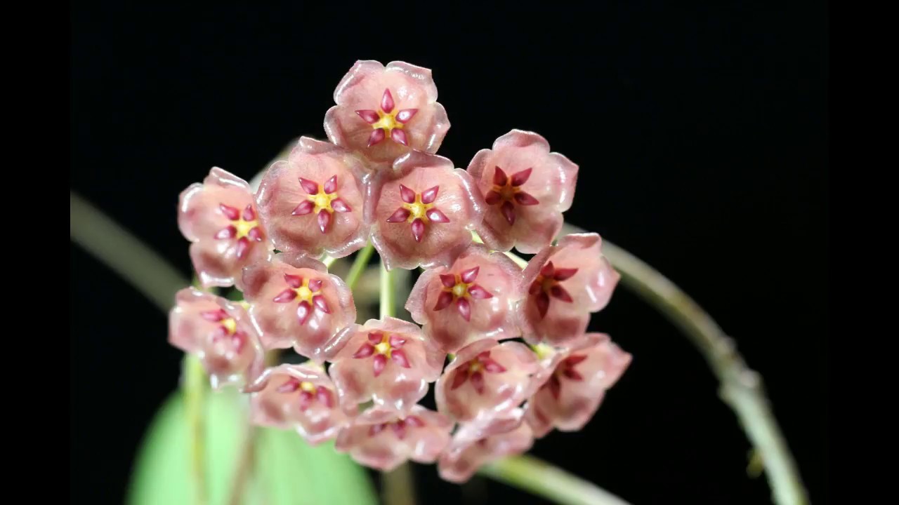 A Visit  with Hoya blashernaezii ssp.  siariae