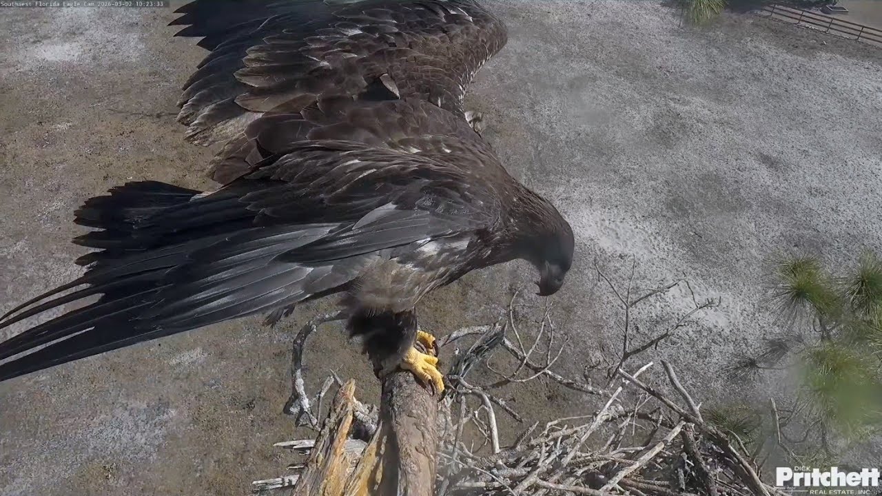 SWFL EAGLE CAM 2026.3.2 😍E26 leapt up into the attic!