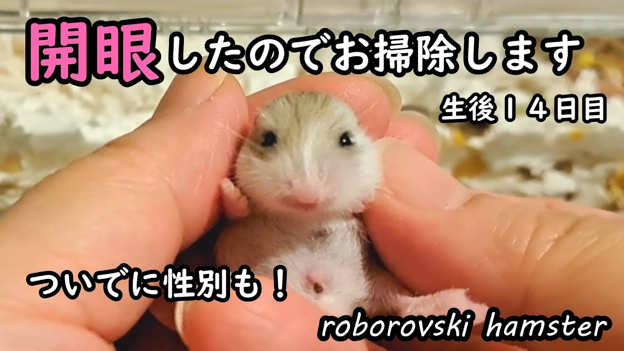 【ハムスター🐹かわいい】開眼したのでお掃除します💕念願の赤ちゃんおさわりで感無量🤣 【ロボロフスキー】生後１４日 #hamster #roborovski #햄스터  #baby #赤ちゃん育児中