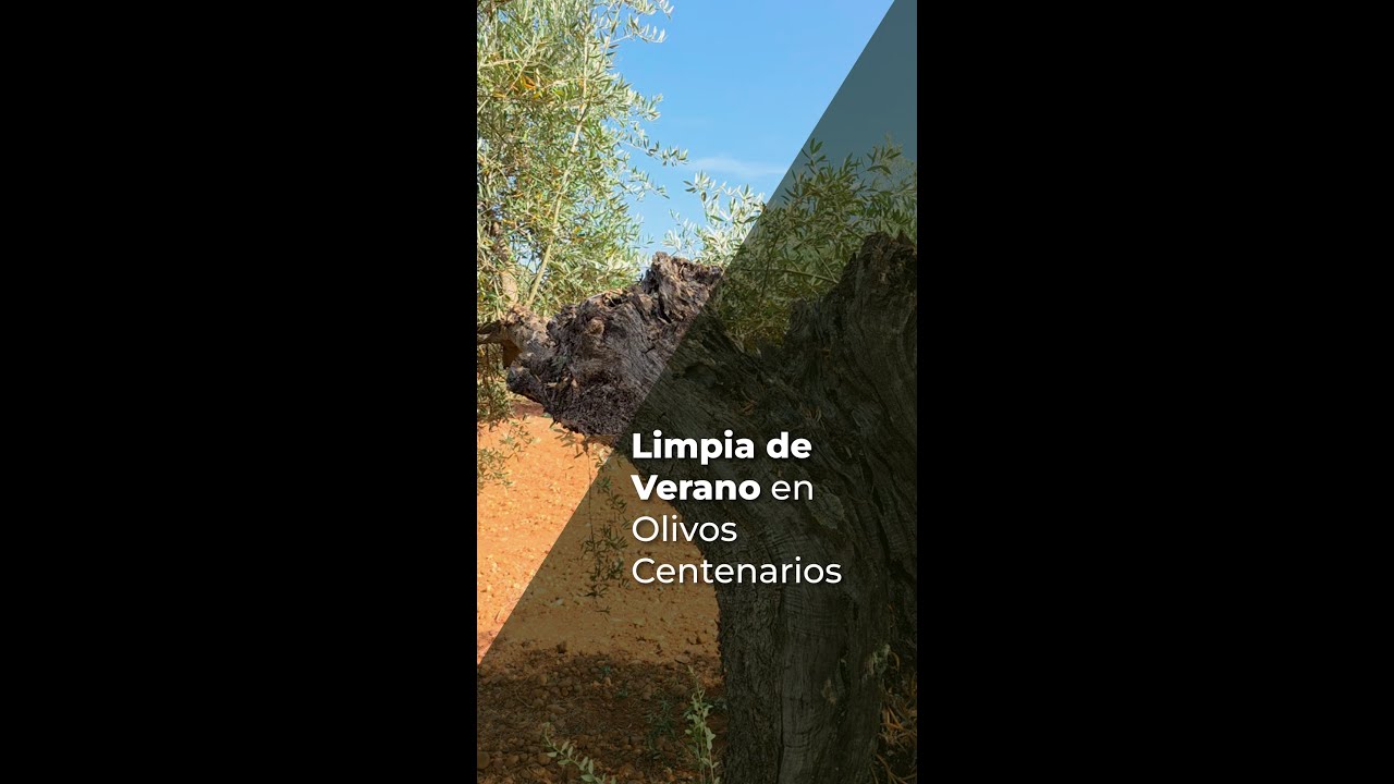 LIMPIA DE VERANO EN OLIVOS CENTENARIOS