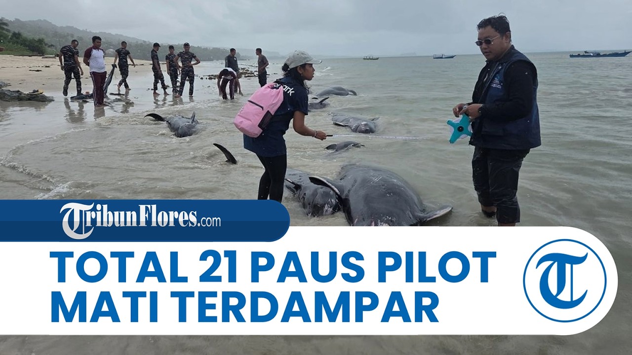 Total 21 Ekor Paus Pilot Mati Usai Terdampar di Pantai Mbadokai Rote Ndao