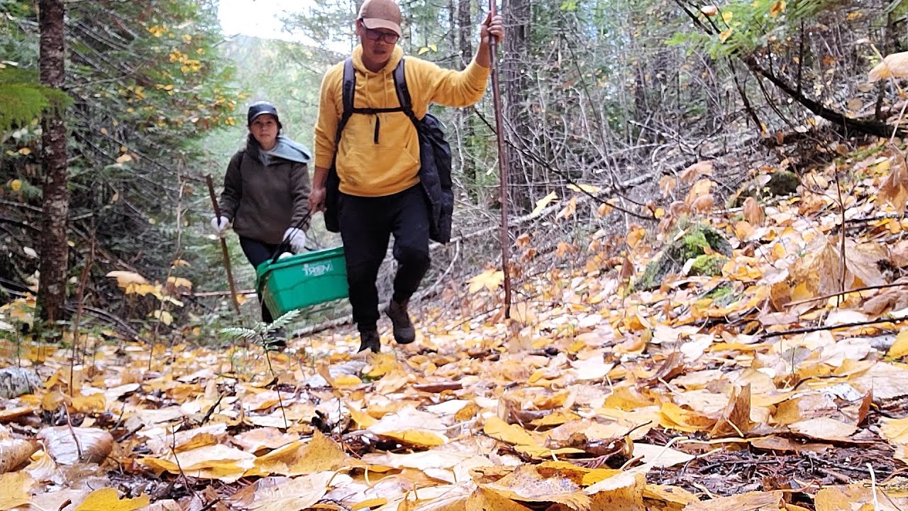 Cùng Vợ Chồng Đậu Tìm Nấm Thông Hái Đã Cả Tay  - Pine Mushroom            (Matsutake)