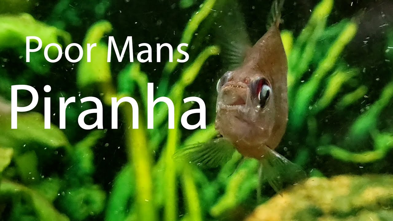 Basic Info, The Bleeding heart Tetra