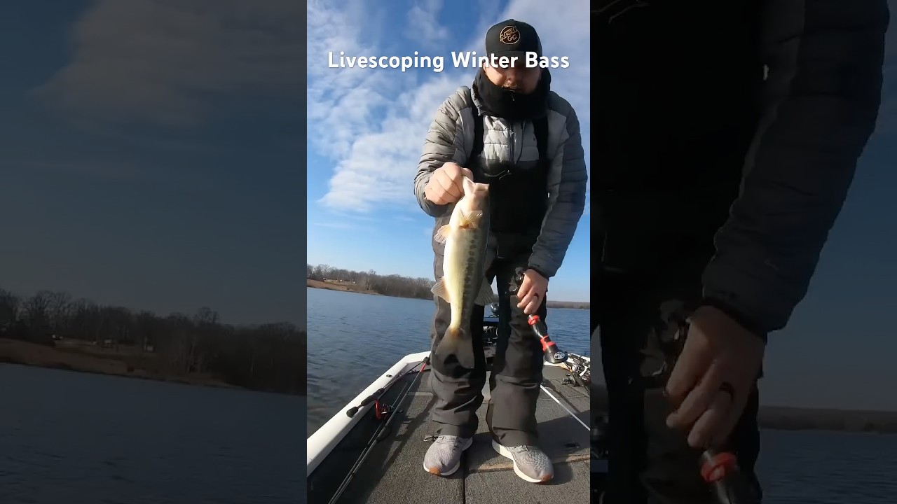 Livescoping Winter Bass 